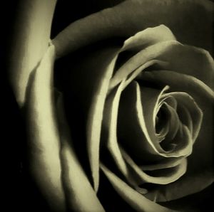 Close-up of flower