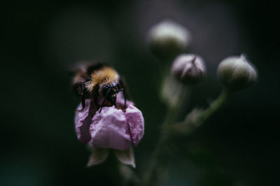 Close-up of bee on purple flowering plant