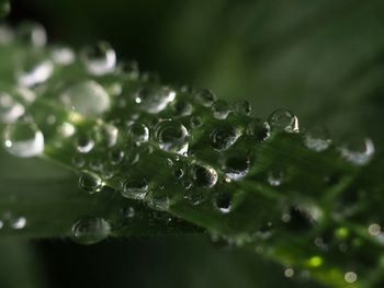 Close-up of raindrops on leaves