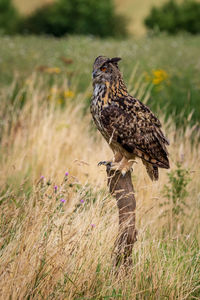 Bird perching on field