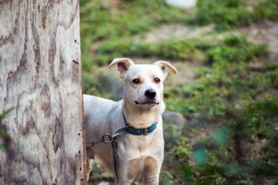 White dog with collar looking in direction of camera with worried, concerning expression 