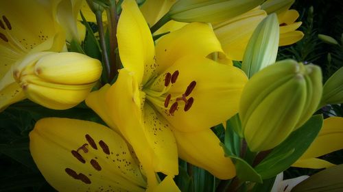 Close-up of yellow flower