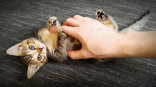 Cropped image of person holding cat on sofa