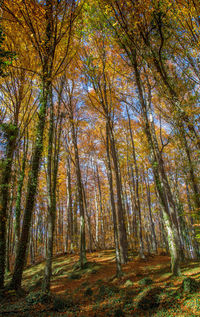 Trees in forest during autumn