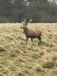 Deer in a field