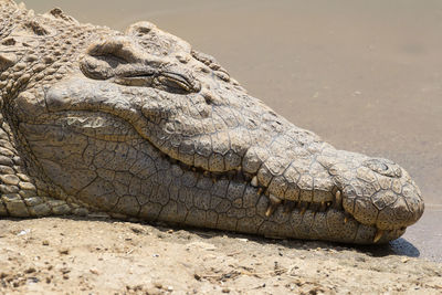 Close-up of lizard on land