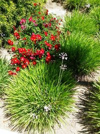 Close-up of red flowers