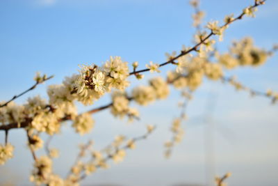 Low angle view of cherry blossoms against sky