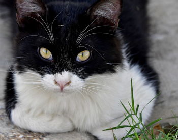 Close-up portrait of a cat