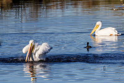 Pelicans swimming in lake