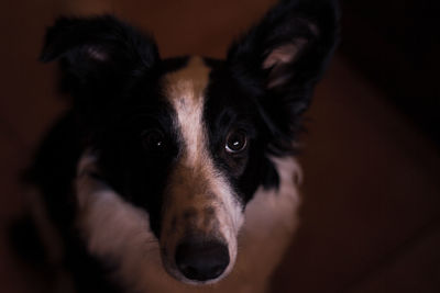 Close-up portrait of black dog