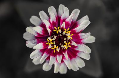Close-up of pink flower