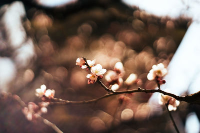 Close-up of cherry blossoms in spring