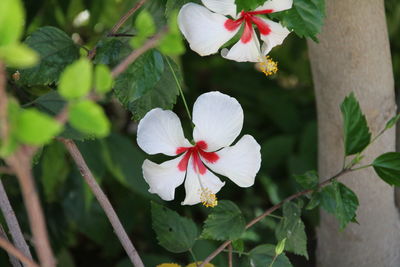 Close-up of flowers
