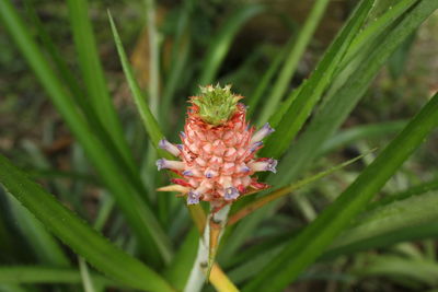 Close-up of flower on plant