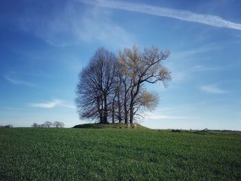 Tree on field against sky