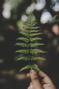 Close-up of hand holding plant outdoors