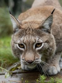 Close-up of cat