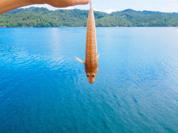 Close-up of fish in water