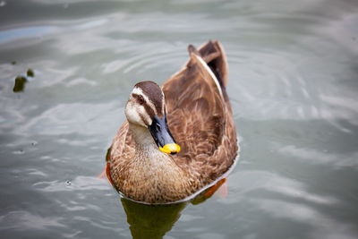 High angle view of duck swimming in lake