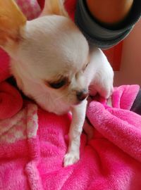 Close-up of dog on bed