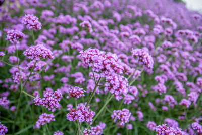 Close-up of pink flowering plants on field