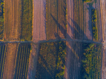 Full frame shot of trees on field