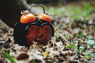 Close-up of small orange on field during autumn