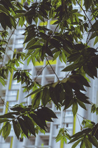 Low angle view of leaves