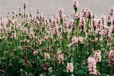 Close-up of flowering plants on field