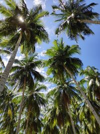 Low angle view of coconut palm trees against sky