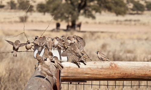 Birds perching on railing against tree