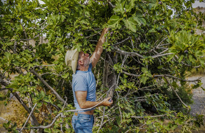 Adult man gathering fruits from fig tree in garden in summer