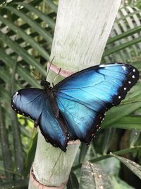 High angle view of butterfly on leaf