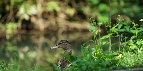 Bird on a field