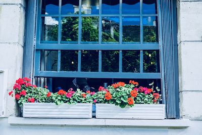 Potted plants on window sill