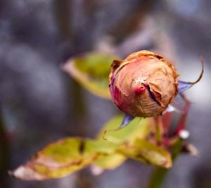 Close-up of wilted rose