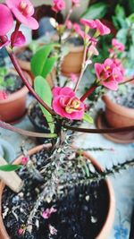 Close-up of pink flowers on tree