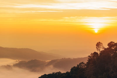 Silhouette trees against orange sky