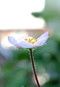 Close-up of flowers blooming outdoors