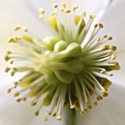 Close-up of white flower