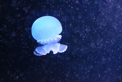 Close-up of jellyfish swimming in water