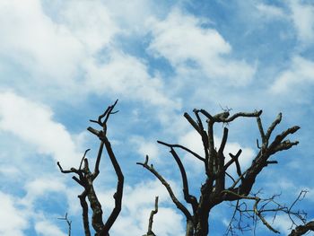 Low angle view of bare tree against sky