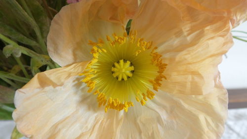 Close-up of yellow flower blooming outdoors