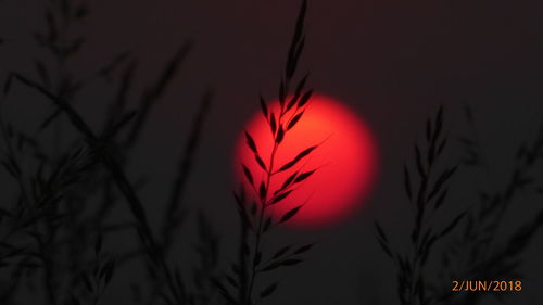 Close-up of silhouette plant against sky at sunset