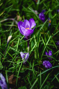 Close-up of purple crocus flowers on field