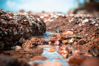 Surface level of rocks on shore