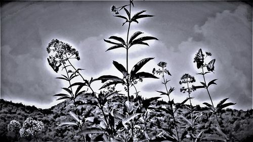 Low angle view of plants against sky