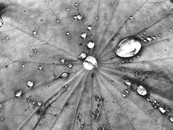 Full frame shot of dew