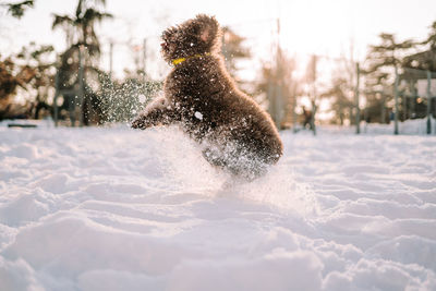 Close-up of snow on snowy field during winter